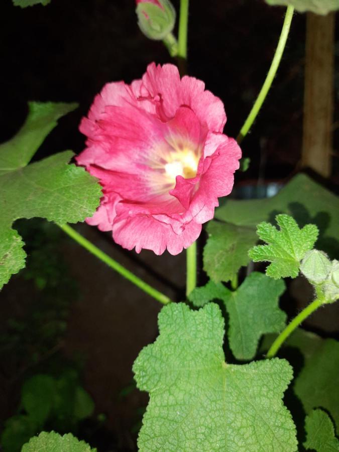 Trimurti Holiday Home Panchgani Zewnętrze zdjęcie