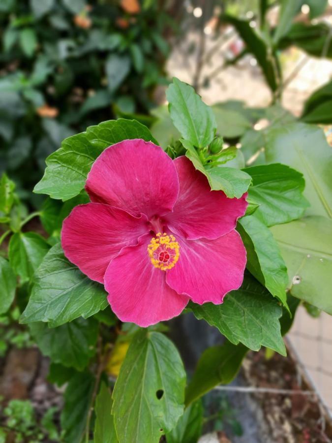 Trimurti Holiday Home Panchgani Zewnętrze zdjęcie