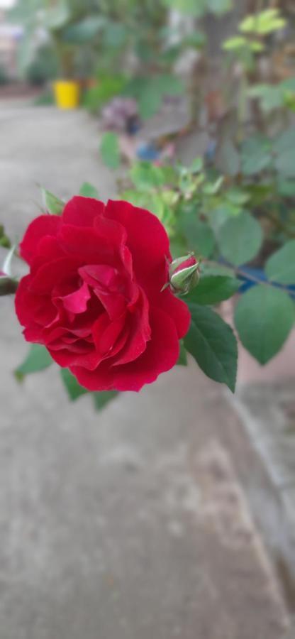 Trimurti Holiday Home Panchgani Zewnętrze zdjęcie