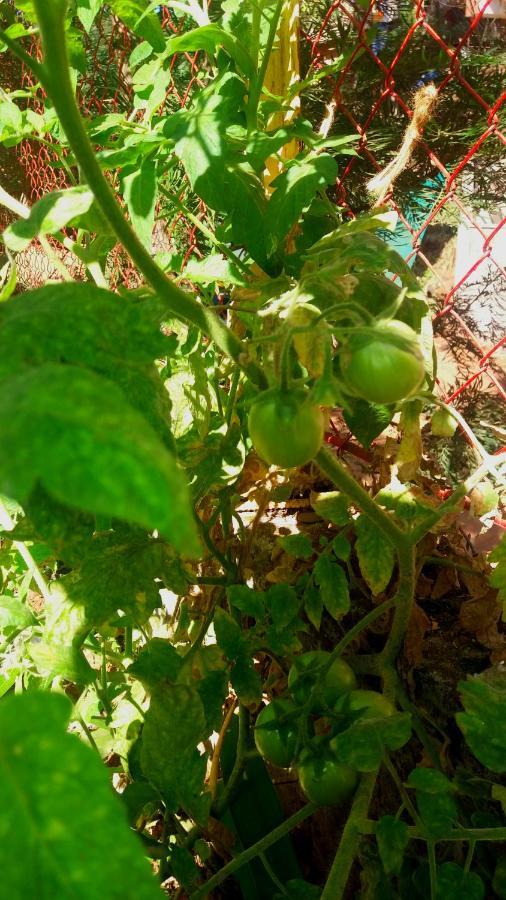 Trimurti Holiday Home Panchgani Zewnętrze zdjęcie