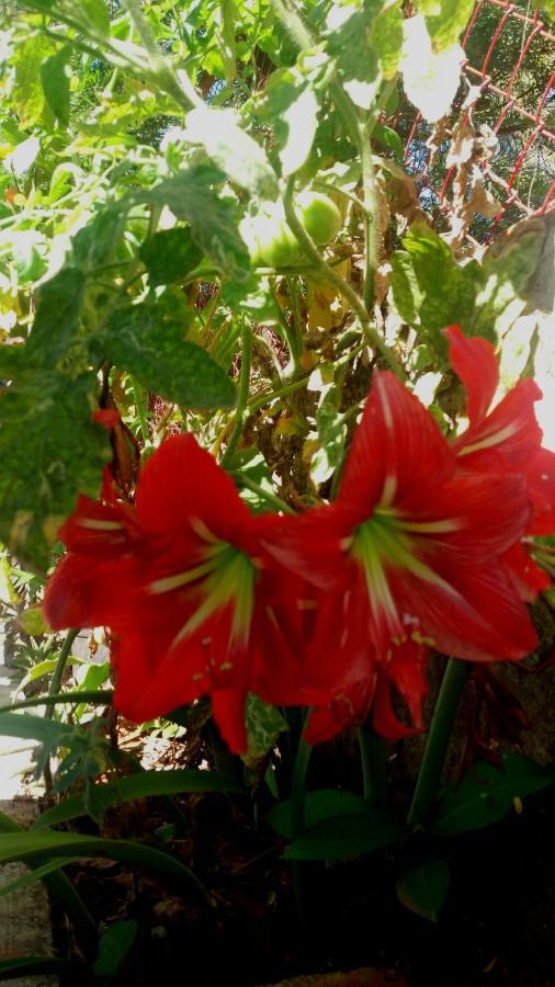 Trimurti Holiday Home Panchgani Zewnętrze zdjęcie
